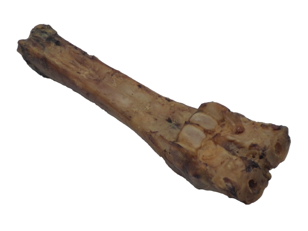 Rinderunterbein ca. 25 cm