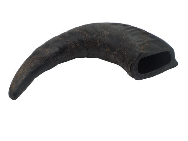 Büffelhorn ca. 15-20cm