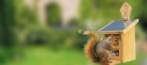 Eichhörnchen Futterstation Futterhaus Futterstation